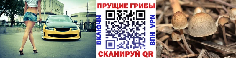 Купить  Моздок  Псилоцибиновые грибы Psilocybe 
